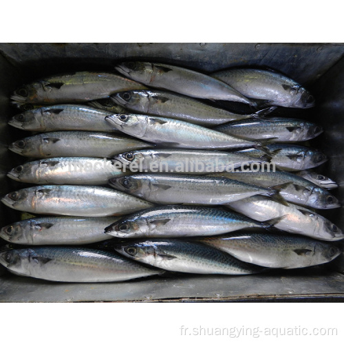 Fish de maquereau du Pacifique congelé 300-500G pour en gros